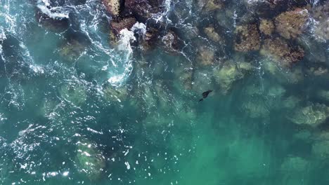 Foca-Bebé-Herida-Flotando-Impotente-En-El-Océano-Mientras-Las-Olas-Chocan-A-Lo-Largo-De-Una-Costa-Rocosa