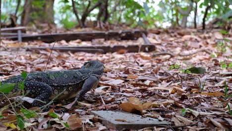 un lagarto monitor de agua asiático arrastrándose por el suelo cubierto de hojas secas - cerrar