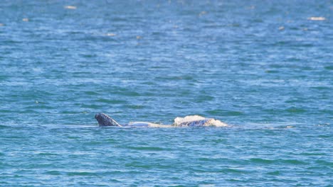 southern right whale waving its pectoral fin as if to say hello to the onlookers