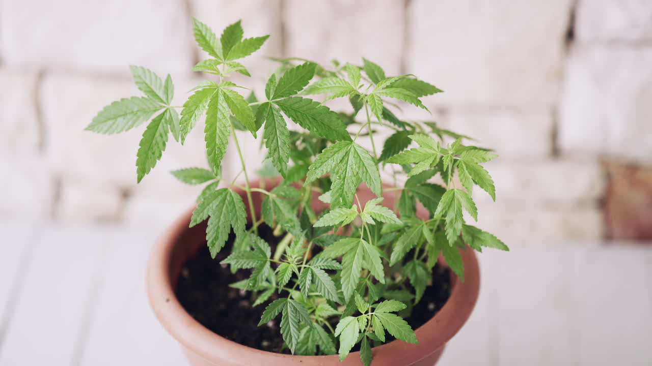 cultivar el suyo en casa