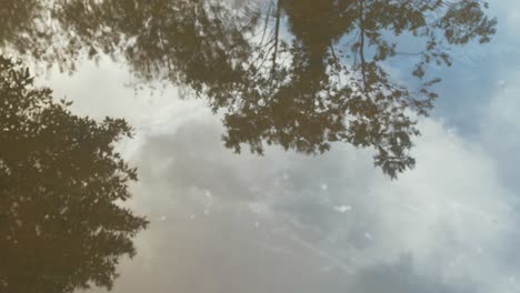 Oil film on water surface Rack Focus to tree reflection