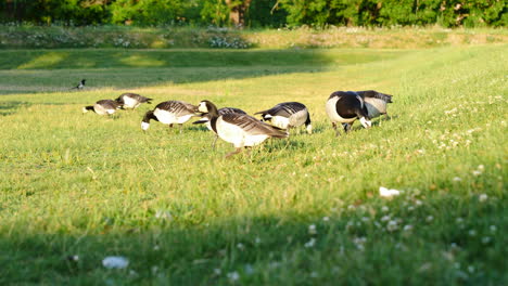 group of barnacle geese enjoying fresh grass, static shot