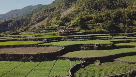 granjas verdes jardines arrozales al lado de un valle forestal de montaña en la remota aldea de kabayan benguet filipinas antena de camiones lateral