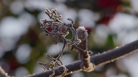 Heladas-De-La-Mañana.-Temperaturas-Heladas-En-El-Reino-Unido