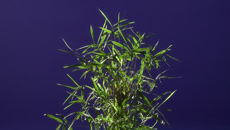 ground plant with blue screen background
