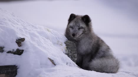 Polarfuchs-Wird-Außerhalb-Der-Winterhöhle-Schläfrig