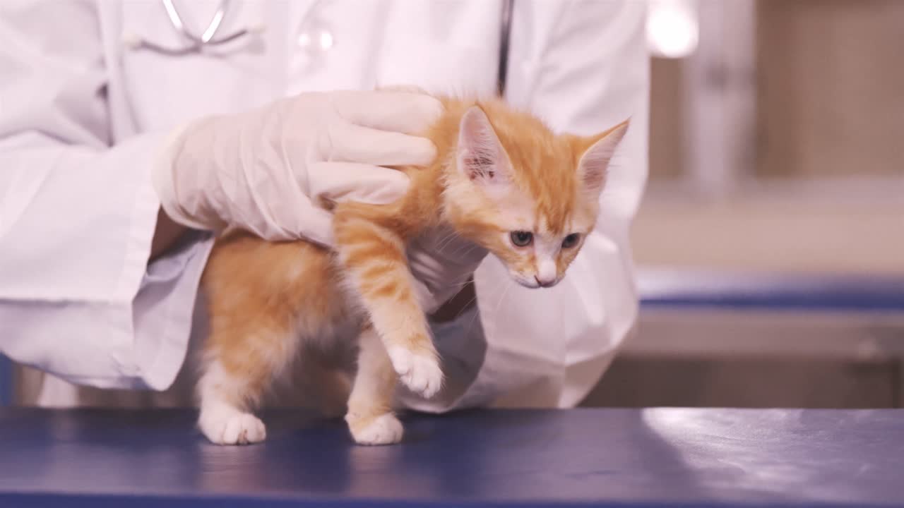 Vet holding a cat