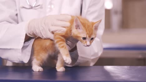 vet holding a cat