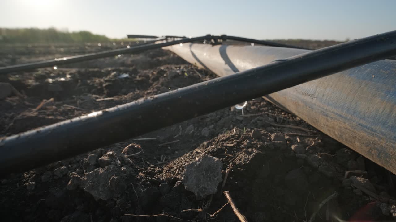 Sistema di irrigazione su terreno agricolo. Sistema di irrigazione a goccia a risparmio idrico utilizzato in un campo.