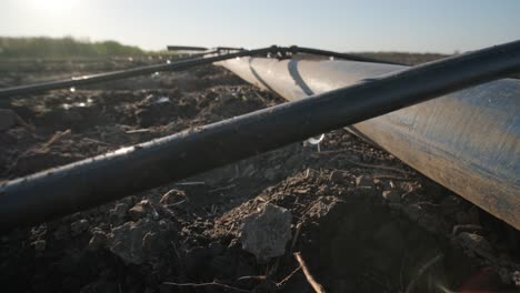 irrigation system on agricultural land. water saving drip irrigation system being used in a field.