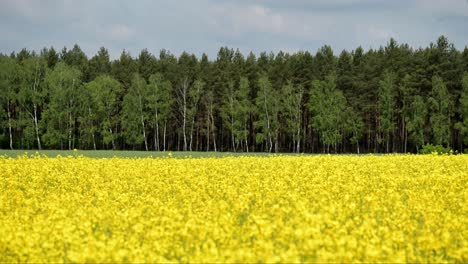 yellow rapeseed farm plantation with pine tree forest on background