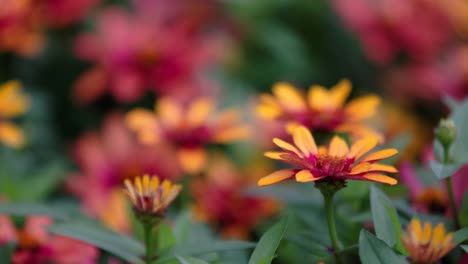 coloridas flores de zinnia, cambio de enfoque de flores de adelante hacia atrás