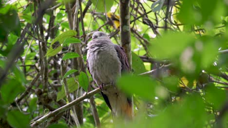 Mountain-Imperial-Pigeon-perched-on-tree-branch-in-rainforest