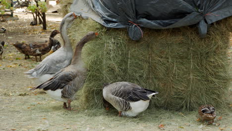 geese and ducks near a haystack