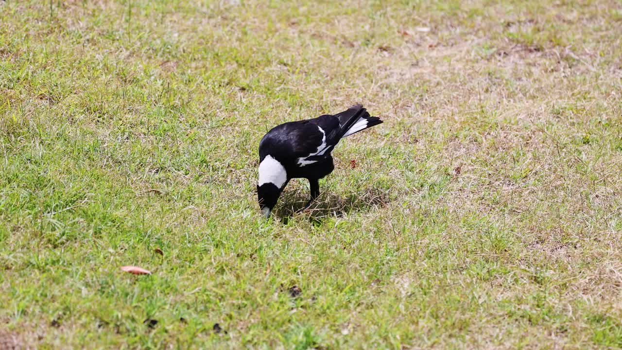거북이가 잔디를 고 고 있습니다.