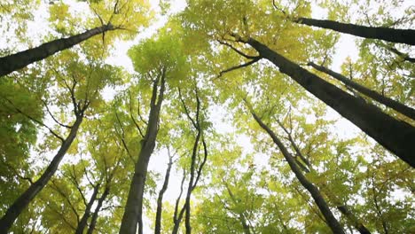 Low-angle-shot-of-majestic-giant-trees