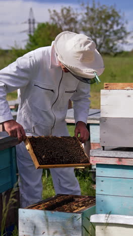 adult apiculturist standing among his bee hives. beekeeper holding a frame and carefully examining it. blurred backdrop. vertical video