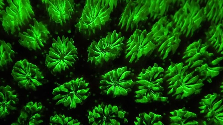 Primo piano di polipi di corallo fluorescenti filmati di notte su una barriera corallina tropicale.
