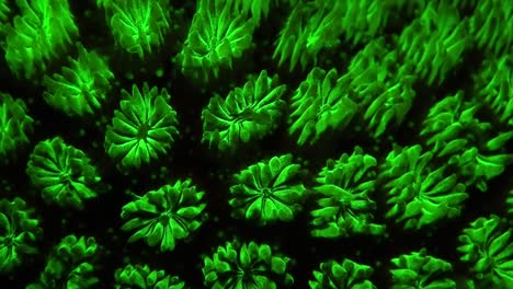 primer plano de pólipos de coral fluorescentes filmados de noche en un arrecife de coral tropical