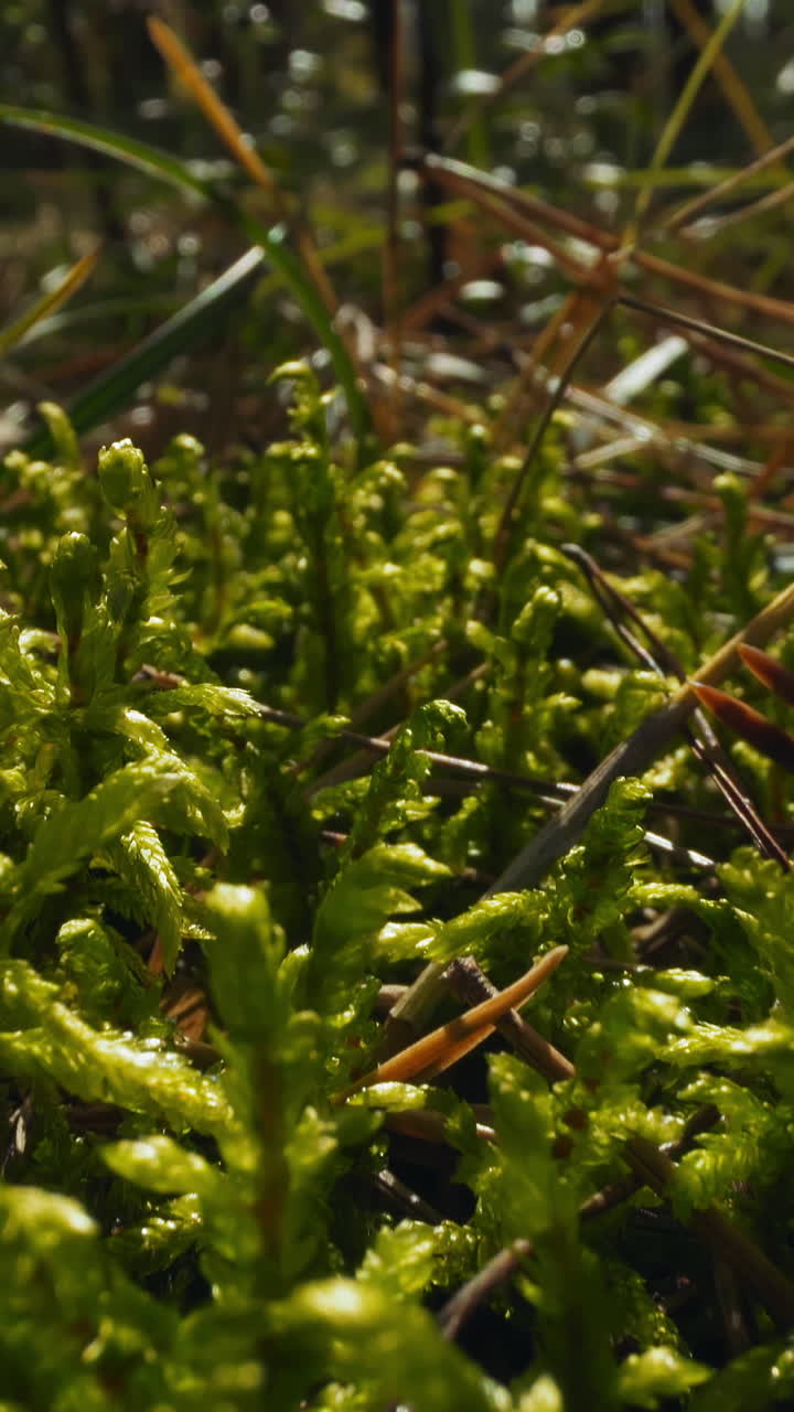 Gentle young sprouts of fern plants grow on ground with dry needles in wild forest on sunny spring day super close view wide zoom in