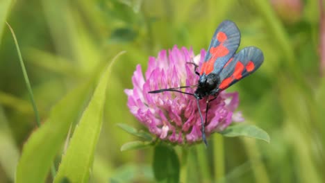 six spot burnet moth sitting on a purple blooming clover feeding, close-up