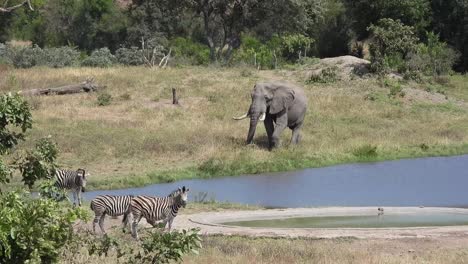 African-Savanna-Elephant-Walking-Along-Watering-Hole-With-Zebras-Grazing-In-Foreground,-South-Africa