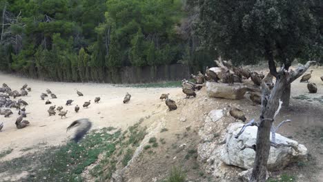 group of griffon vultures in a dunghill beginning to fly after eating carrion