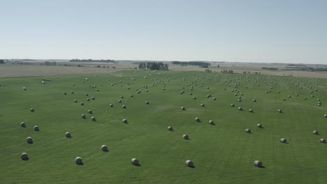 aerial rise fly over circular hay bale rolls spread out almost symmetrical from each other on a lush green rolling farm field adjacent to golden meadows of barley grain farms in the summer 3-3