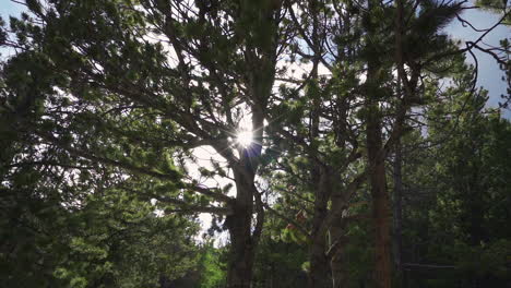 sol en cámara lenta que se enciende a través de los árboles