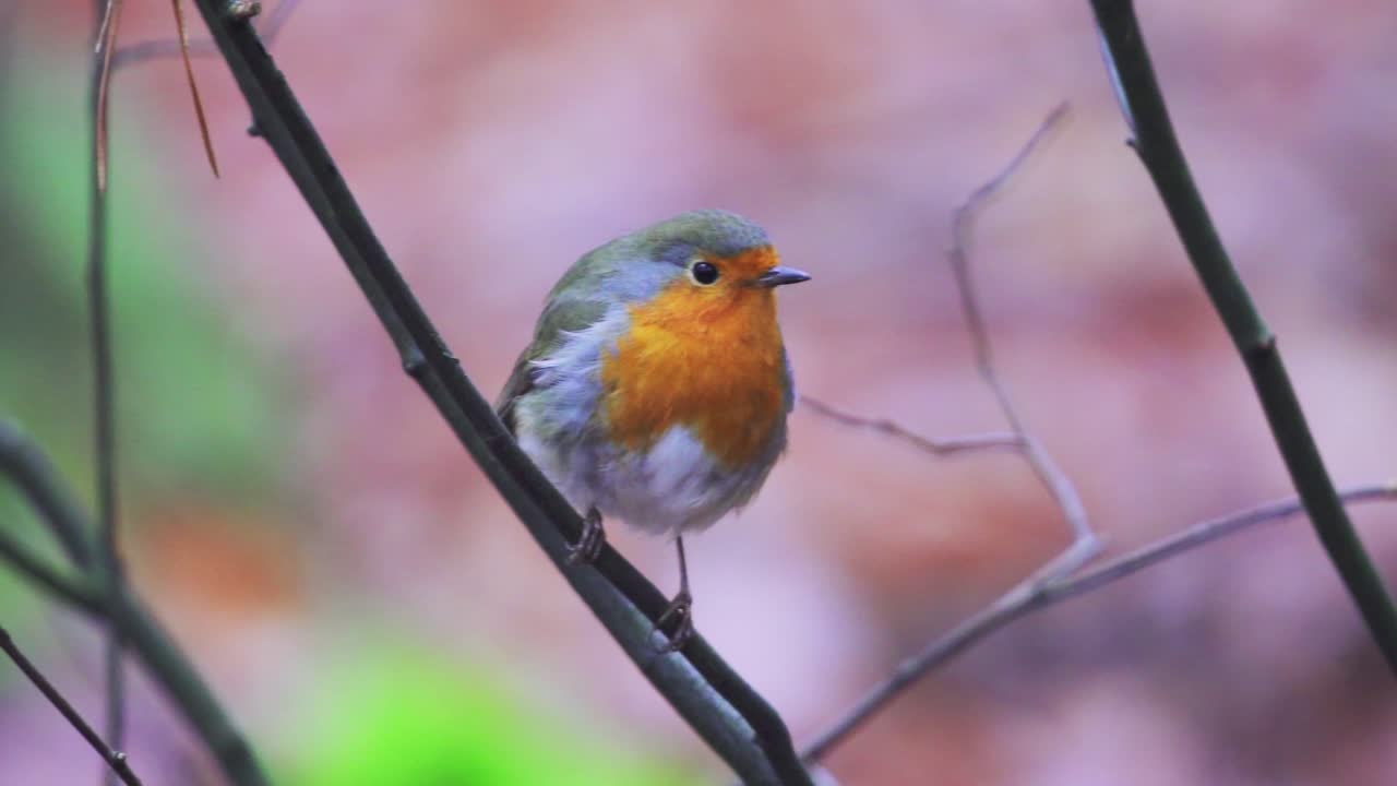 Nahaufnahme im Makro einer Europäischen Rotkehlchen, das auf einem Ast steht