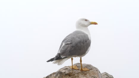 Gelbbeinige-Möwe,-Die-Auf-Einem-Felsen-Hockt.-Larus-Michahellis.-Nahaufnahme