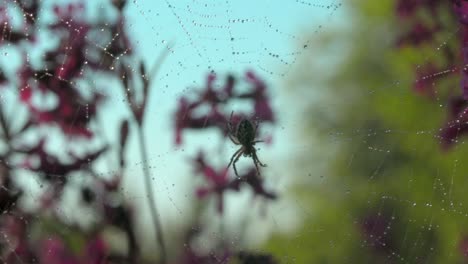 spider on dew-covered web with flowers