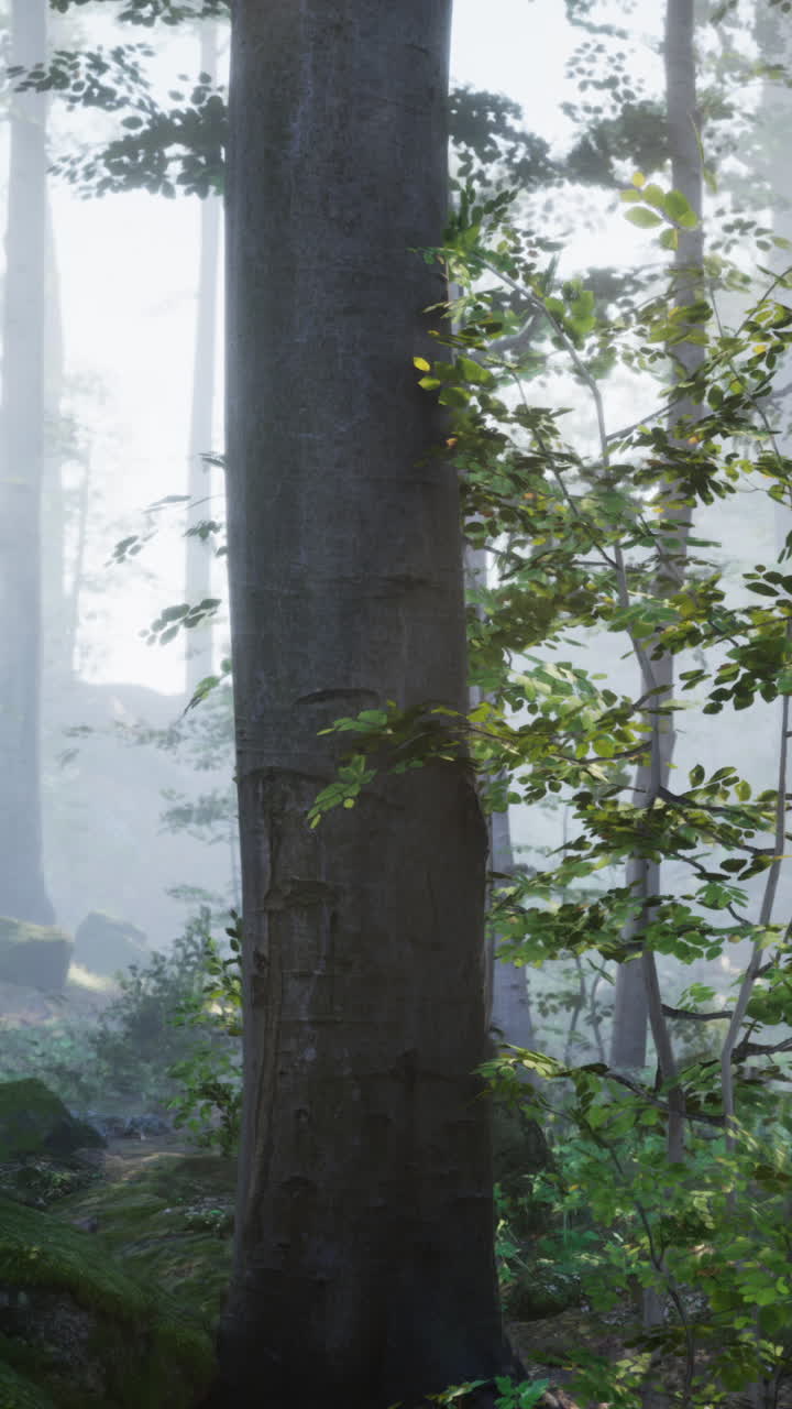 안개 숲의 장면