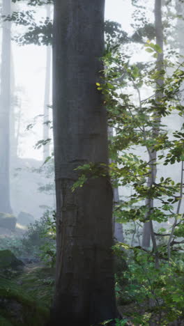 Misty Forest Scene