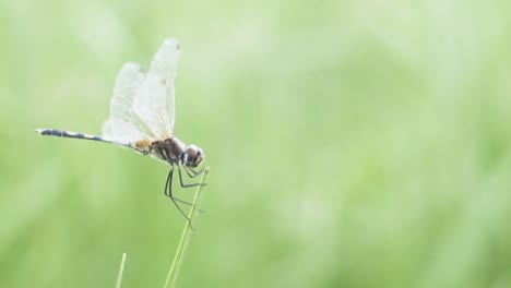 Libelle-Flattert-Auf-Einem-Stück-Gras-Herum