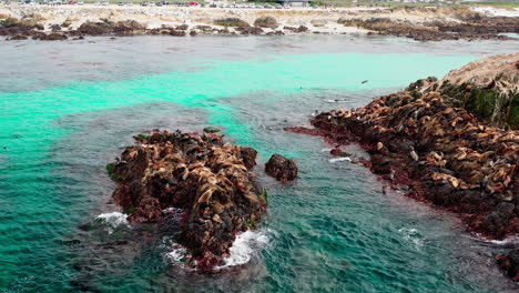 volando sobre los leones marinos que descansan sobre la roca del océano en monterey, california