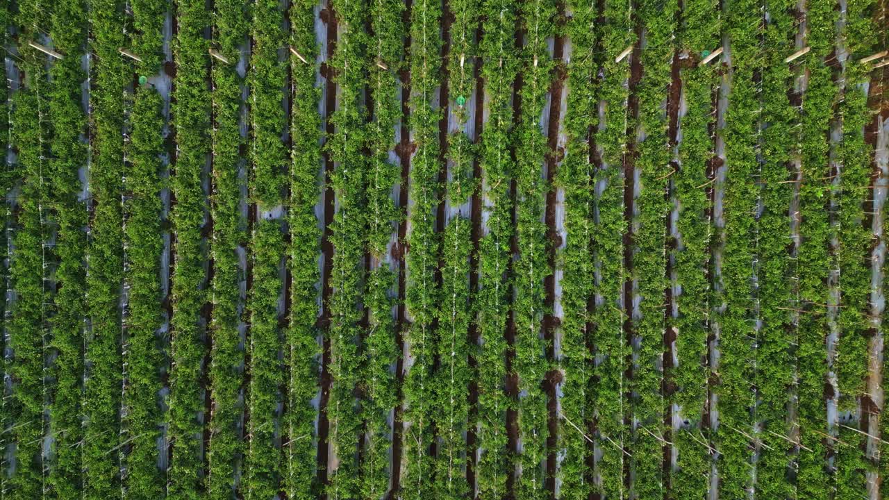 En drone svæver over vingården Adgaon i Nashik, grønne vinstokke i pæne rækker, sollys glimter på bladene og viser den levende, vidtstrakte skønhed af Maharashtras frodige vinlandslandskab.