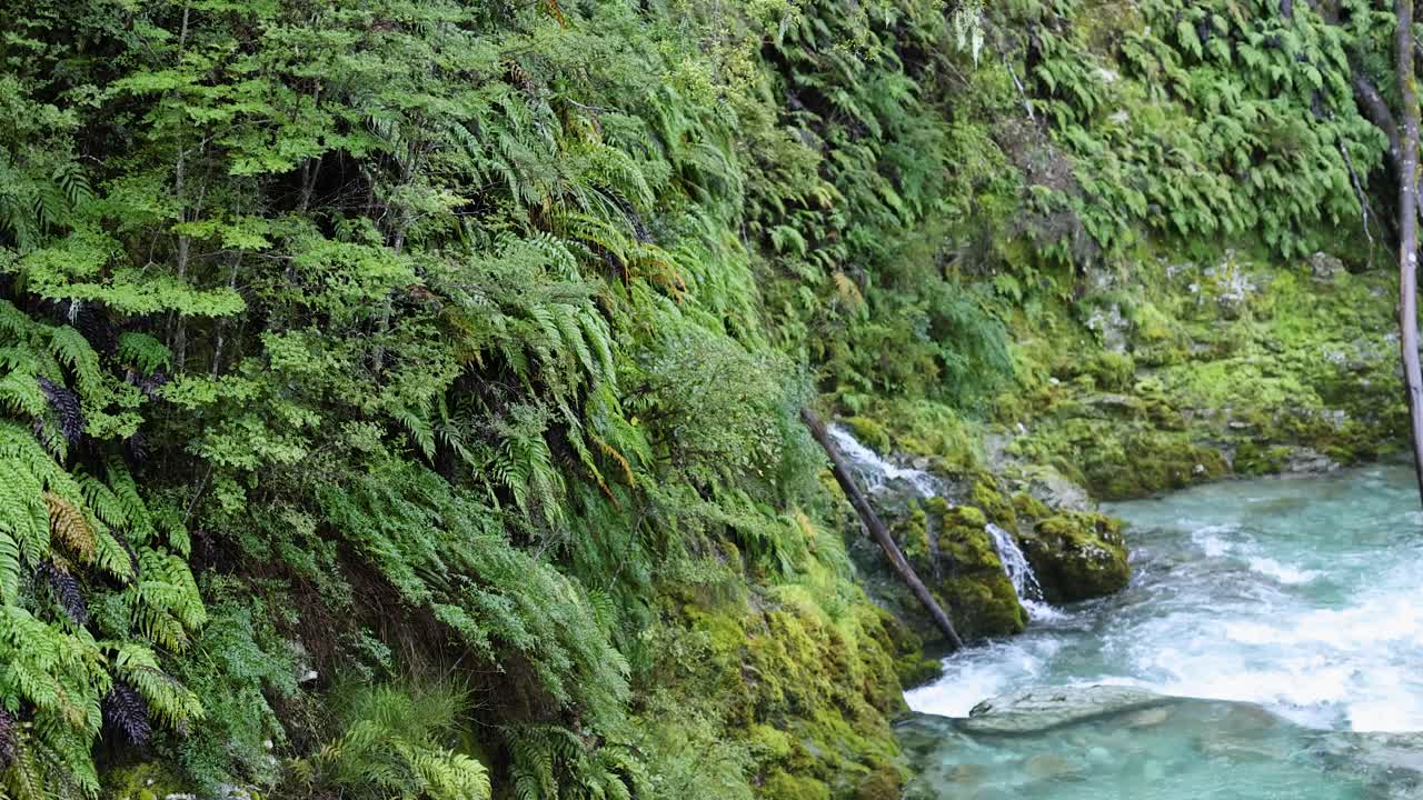 Camera slowly pans beside a clear mountain stream bordered by dense green ferns and moss in a vibrant rainforest under soft natural daylight