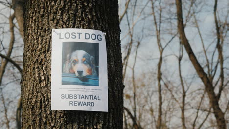 on the tree hangs a poster about the disappearance of the dog breed australian shepherd