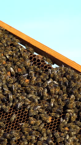 frames of a bee hive. beekeeper harvesting honey. working bees on honey cells. apiary concept. vertical video