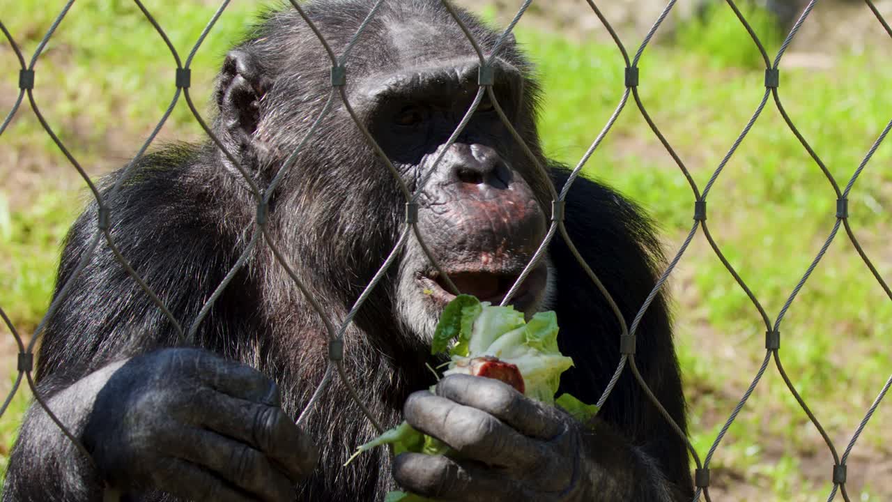Chimpanzee eats green lettuce behind wire fence in outdoor zoo enclosure, natural daylight, close-up