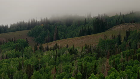 El-Bosque-Está-Envuelto-En-Un-Manto-Místico-De-Niebla---Timelapse