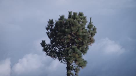 trees growing on the hillside of a volcano in guatemala 2