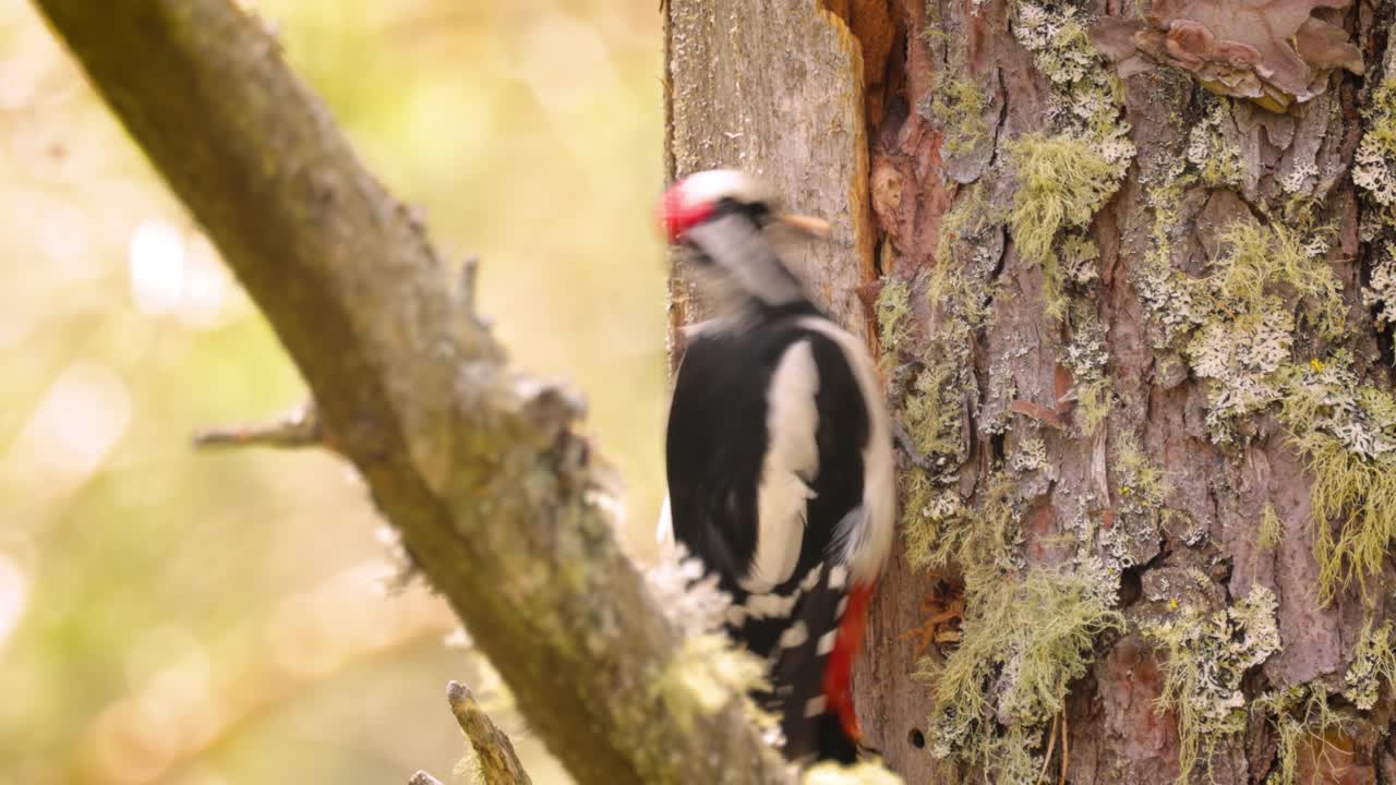 gran pájaro carpintero manchado en un árbol en busca de comida. gran carpintero manchado (dendrocopos major) es un carpintero de tamaño mediano con plumaje negro y blanco y una mancha roja en la parte inferior del vientre