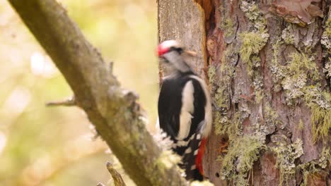 Gran-Pájaro-Carpintero-Manchado-En-Un-árbol-En-Busca-De-Comida.-El-Gran-Pájaro-Carpintero-Manchado-(dendrocopos-Major)-Es-Un-Pájaro-Carpintero-De-Tamaño-Mediano-Con-Plumaje-Blanco-Y-Negro-Y-Una-Mancha-Roja-En-La-Parte-Inferior-Del-Vientre.