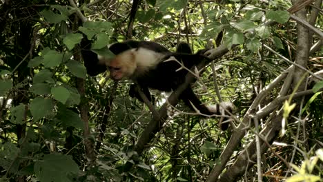 wild, non-captive white faced monkey.