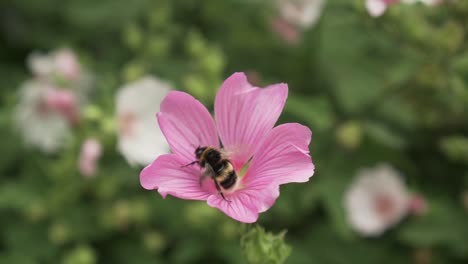 slowmo - bumblebee gathering pollen of xxx flower