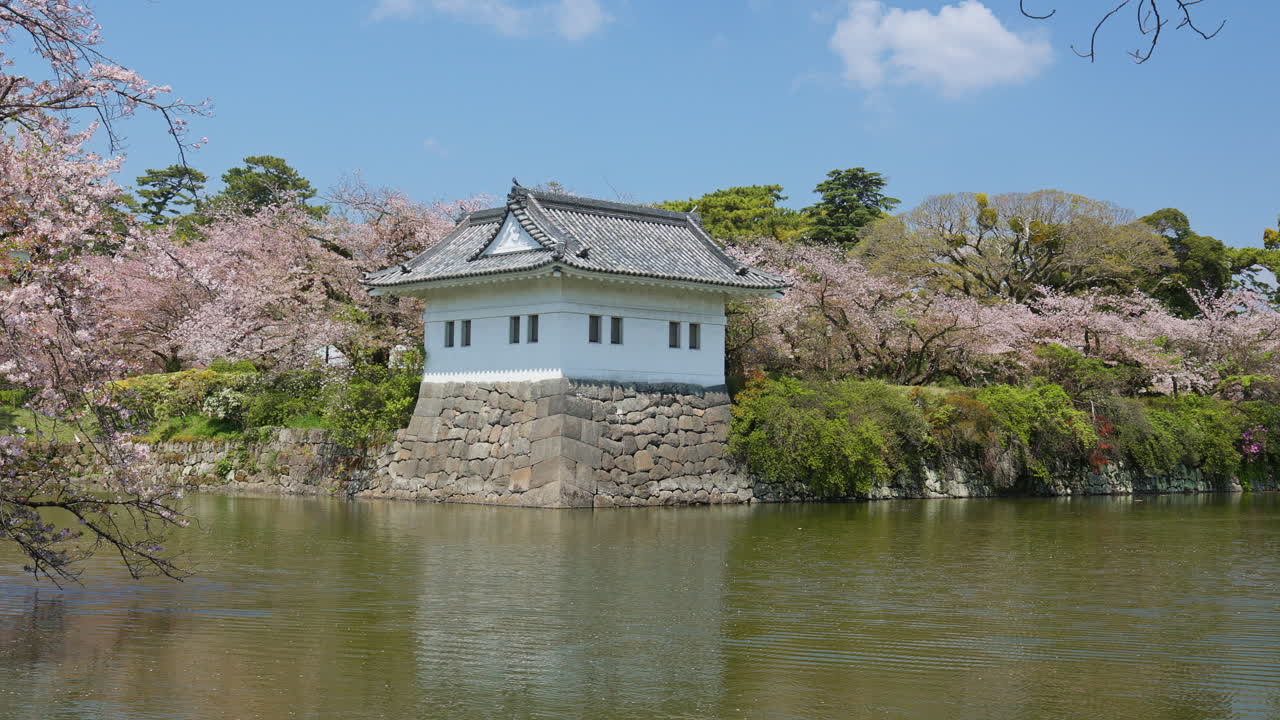 Blooming sakura cherry blossom trees around historic Odawara Castle turret and moat