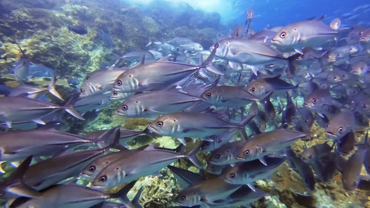 Jack fish schooling in shallow water behind huge rocks