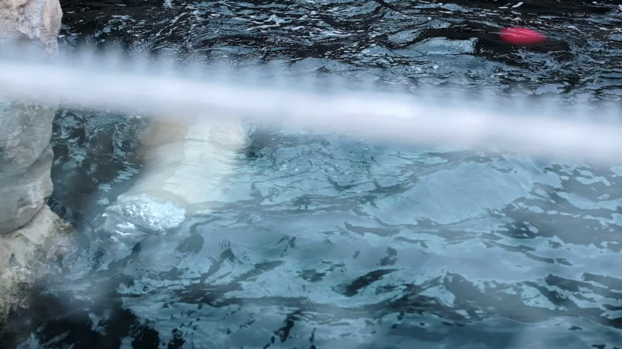 A polar bear in Bremerhaven zoo plays with a red ball in the water of his enclosure